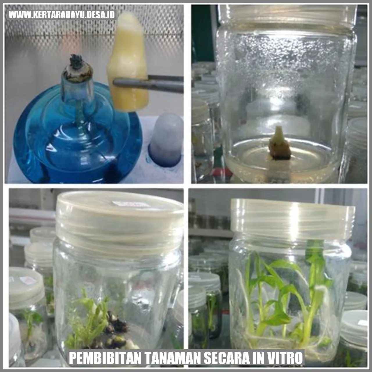 Pembibitan Tanaman secara In Vitro