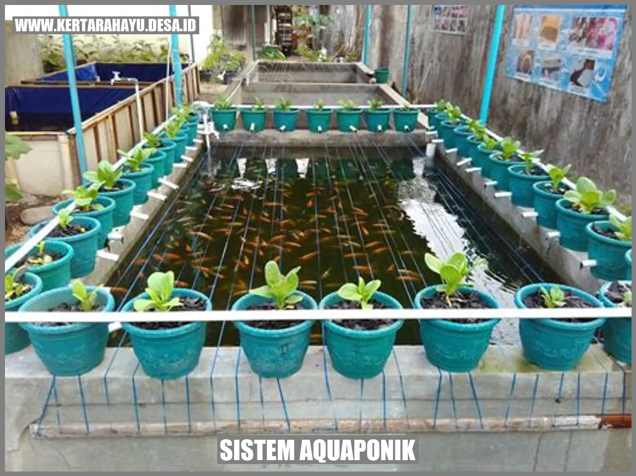 Sistem Aquaponik